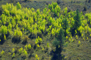 Grouse Creek trees 67